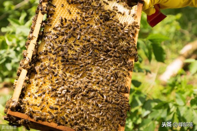 农村土地里发现的野蜂群，怎样养殖？这2种方式都适合
