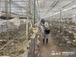 肉鸽种鸽养殖场(于田县万方硒鸽：年产优质种鸽30余万对)