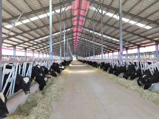 云南大理：打造百亿级乳业全产业链 力争2025年全州奶牛存栏达20万头