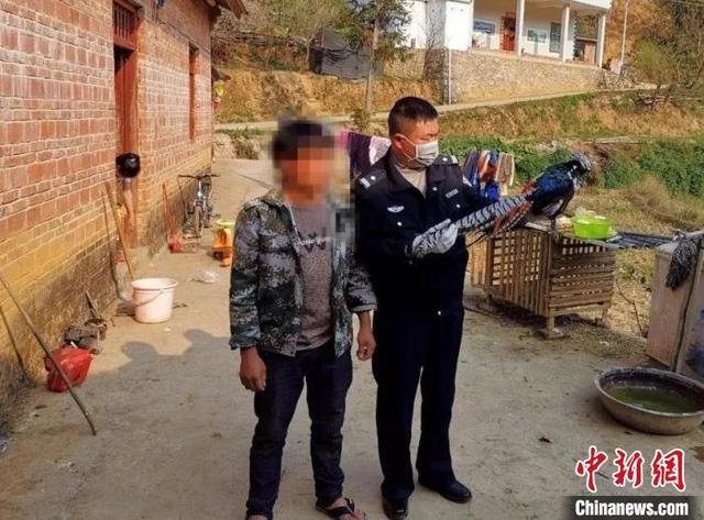 云南两村民非法猎捕国家二级保护动物白腹锦鸡被查