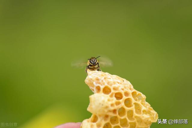 夏季高温别只顾着给蜜蜂补充营养，喂水也很重要，3大喂法早了解