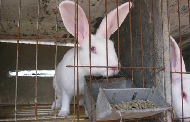很多人觉得兔子繁殖快、好养活！我国农民为何不养殖兔子致富呢？