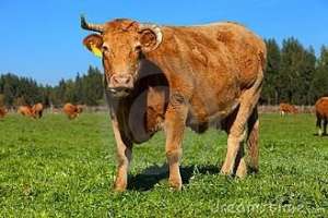 养殖黄牛的效益(养黄牛的利润与成本，影响黄牛养殖成本的因素)