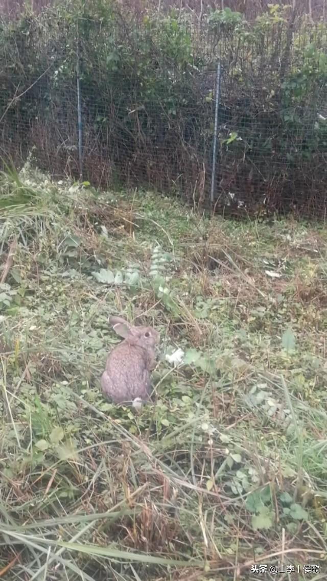 如何养殖出优质兔子，果园生态放养野兔的优缺点