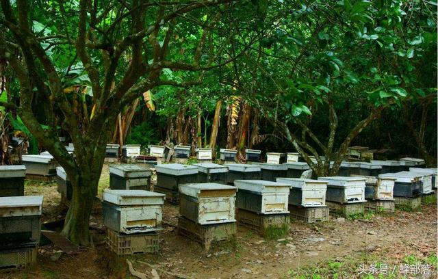 新手养蜂，需要具备哪些基础知识？老蜂农告诉你答案