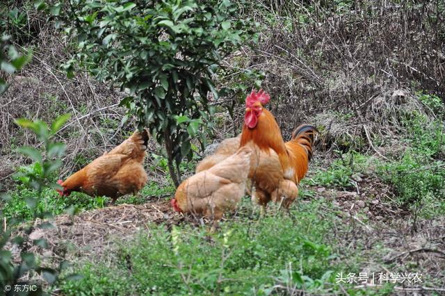 养殖土鸡的越来越多，现在土鸡市场如何？