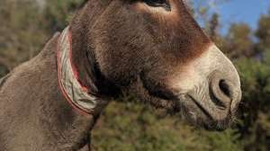 驴的养殖周期(利润高达4000元，每年需求超过600万头，为何农村不愿意养驴？)