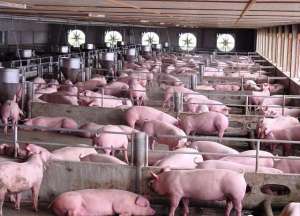 猪肉养殖基地(中国规模最大的养猪场：一年卖出2200万头猪，该企业比小米还值钱)