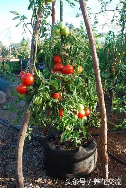 想要盆栽的番茄不断开花结果，你需要注意这10个养护技巧