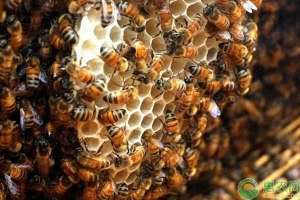 峰子养殖技术(蜜蜂如何养殖？蜜蜂养殖技术大全)