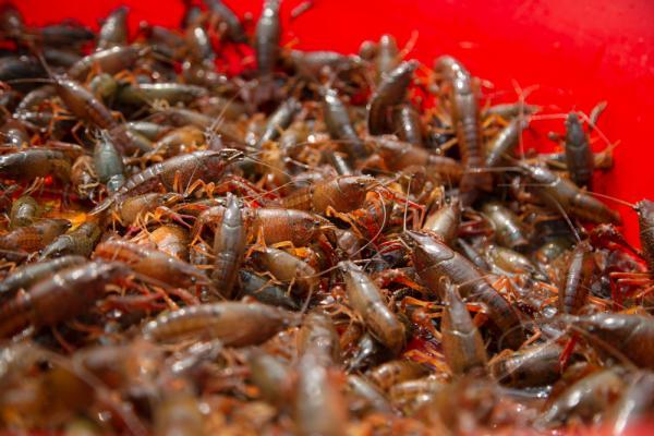 湖北潜江：小龙虾带来的城市“新生”