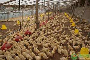 鸭子养殖大棚图片(肉鸭如何进行大棚养殖？肉鸭生长温度有哪些条件？)