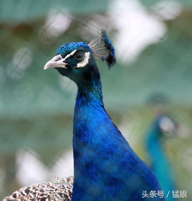 农民创业养殖300多只孔雀，养殖蓝孔雀常开屏，一只孔雀能卖千元
