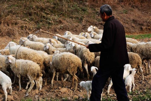 养羊致富不是传说，合格的养羊人，需了解小尾寒羊的7大生活习性