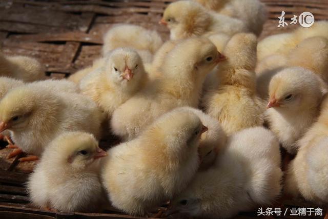 肉鸡养殖7日谈(其二)：育雏第一周，养鸡户需要注意的温度、湿度、通风、保健等事项！