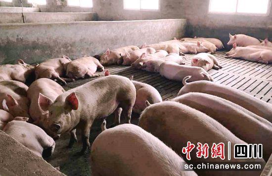 自贡富顺：今年一季度生猪生产实现“开门红”