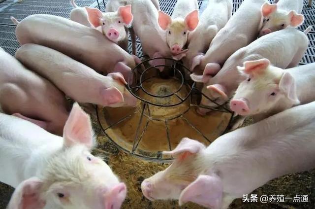 猪群划分与标准识别，规模化、标准化养猪基础