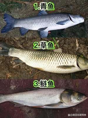 淡水鱼养殖品种大全(一定要认识的57种常见淡水鱼品种)