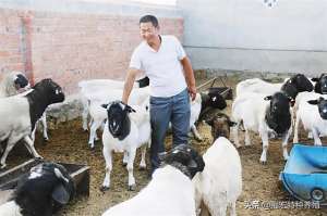 杜泊养殖(杜泊绵羊和萨福克羊生长和喂养环境的区别 切记选择适合当地品种)