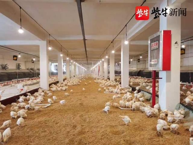 行业首创“建楼房养种鸡”，江苏京海禽业集团开启现代化养鸡新时代