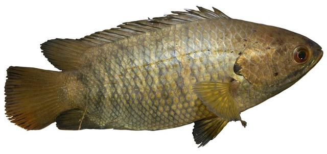 2009年，云南一小伙重金买下几条会走路的鱼，后靠这条鱼年入百万
