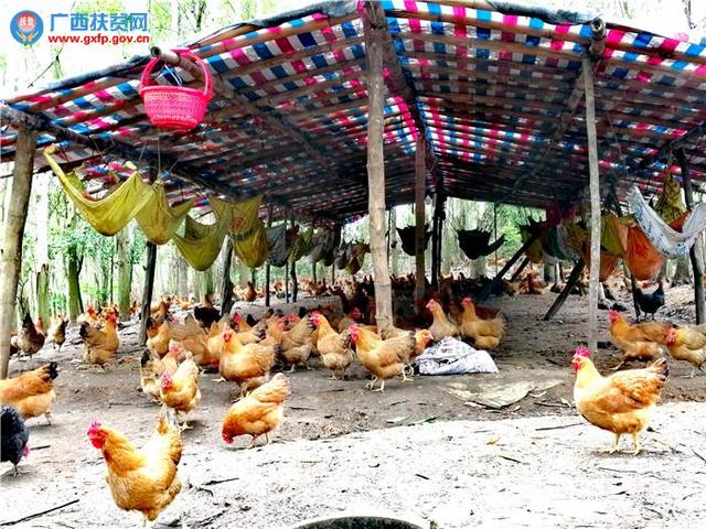 广西钦州市钦南区： 发展“沉香鸡” 养殖，助力“脱贫摘帽”