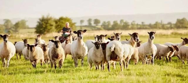 养殖户放心：今年、明年牛羊养殖前景大好！