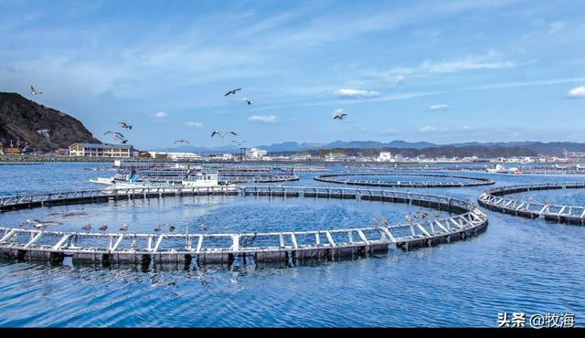 「特种水产」蓝鳍金枪鱼及其人工养殖