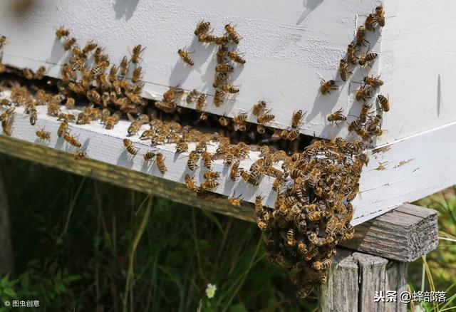 养蜂专家说了，蜂箱巢门开向南面最好，不是风水问题，而是科学