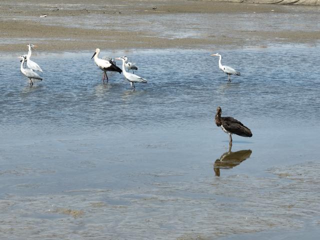 河北衡水湖：濒危珍禽再临生态湿地