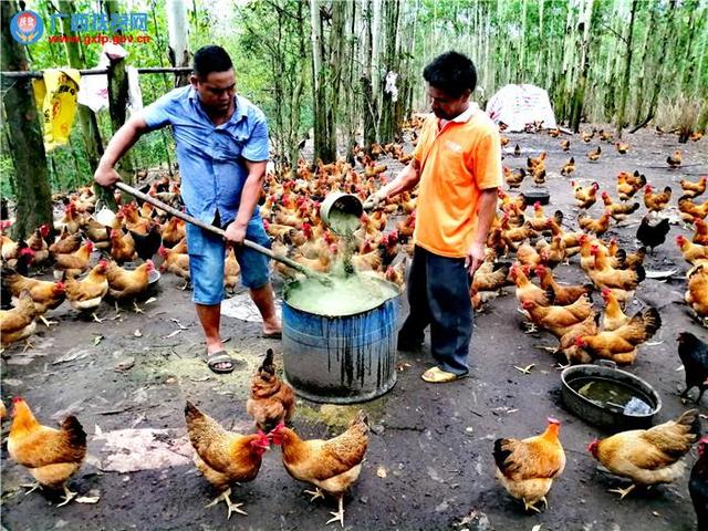 广西钦州市钦南区： 发展“沉香鸡” 养殖，助力“脱贫摘帽”