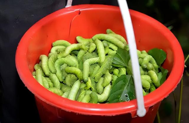 大豆田的“豆虫”，如今却被端上餐桌，1斤40元值得养殖吗？