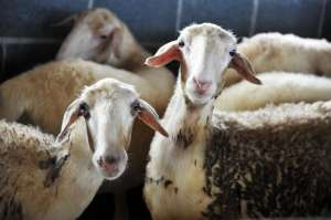 养殖羊计划书(肉羊养殖方案(全套))