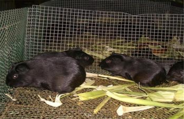 黑豚鼠如何养殖？如何选择饲料？喂养的时候要注意什么？