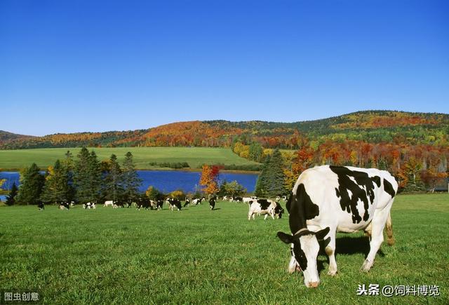 美国奶牛养殖