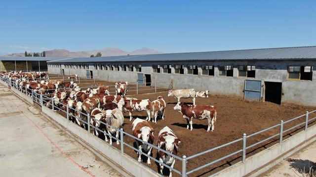 【强信心 稳经济 促发展】智慧牧谷肉牛养殖场项目建设有序推进