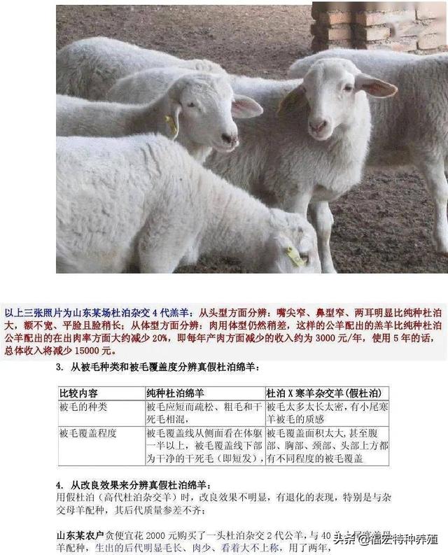 怎样分辨是否纯种杜泊羊？图文并茂教你分辨真假杜泊纯种公羊