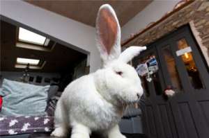 养殖大型兔(女子养巨型兔子重达9公斤 希望培养成动物模特)