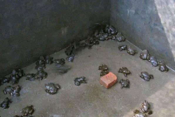 养殖石蛙，生长期需要2年，市价120元一斤，农民：耗不起