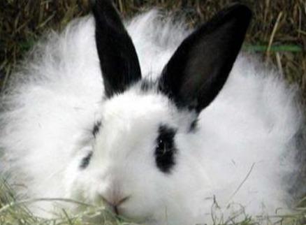 萌萌哒的长毛兔，养殖新项目，技巧很重要