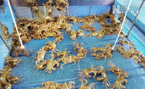 大规格的大闸蟹的养殖方法
