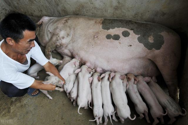 只养母猪，卖猪仔，每头猪仔成本多少？每头母猪每年利润多少？