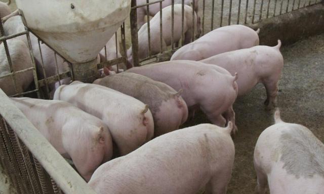 养殖户必看！2023下半年生猪的价格预测和行情分析