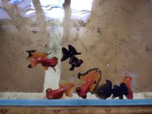 蝶尾鱼养殖方法(蝶尾、水泡、望天金鱼，在饲养上有什么注意事项？)