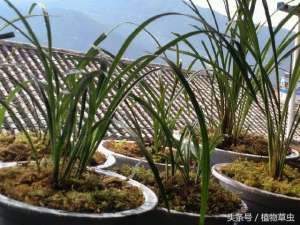水苔养殖(用水苔养兰花小盆栽的4种方式，水苔养兰花怎样预防烂根)