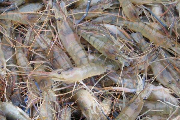 河虾的种类有哪些？种类繁多且广泛分布 看看你认识几种