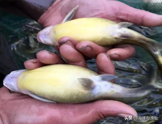 广东省重要的淡水鱼苗生产基地——广东黄沙渔业基地有限公司