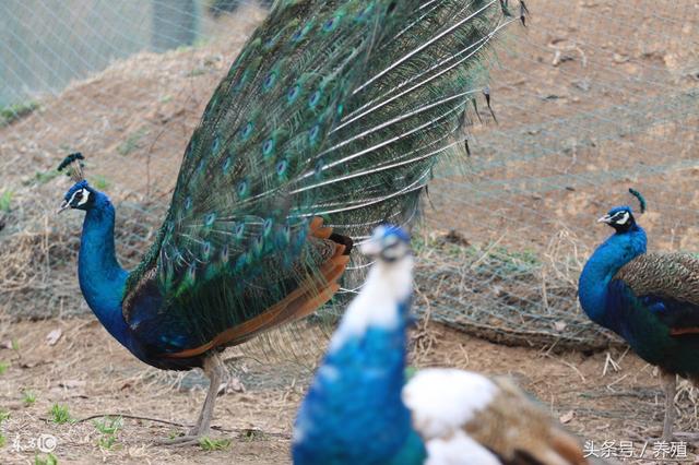 蓝孔雀孵化的四个条件，孔雀养殖创业推荐项目