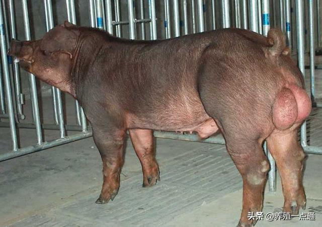 猪群划分与标准识别，规模化、标准化养猪基础