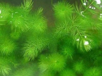 金鱼藻的养殖方法